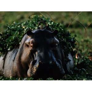 Hippopotamus with Duckweed on its Back National Geographic Collection 
