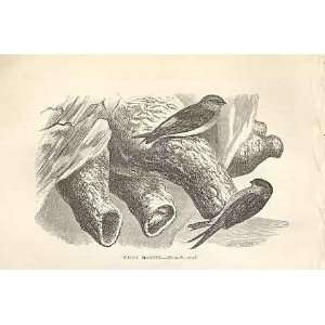  Fairy Martin 1862 WoodS Natural History Birds: Home 