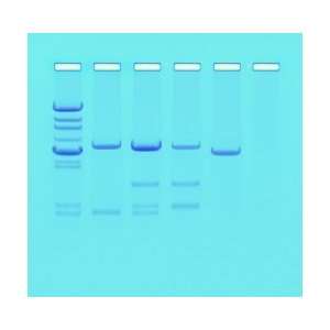  Edvotek DNA Paternity Testing Simulation Kit