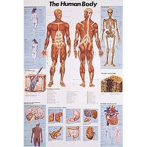 The Human Body Muscle Poster Laminated: Home & Kitchen