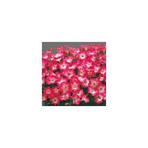  Petunia Celebrity Pink Morn Seeds Patio, Lawn & Garden