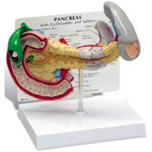   and Spleen Anatomical Model #3330  Industrial & Scientific
