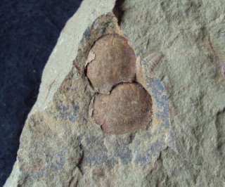 GREAT DETAILED 2x BRACHIOPOD FOSSIL MOLLUSC. MOROCCO  