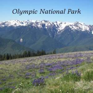 Olympic National Park Magnet