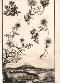 1708 Antique Botanical Print from Nürnberger Hesperides  