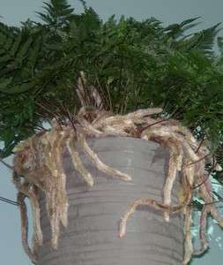 BLACK RABBITS FOOT FERN w/ Hanging Basket   3 Plants (Davillia 