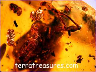 Some photos of our last amber excavations in Asia January 2010 (new 