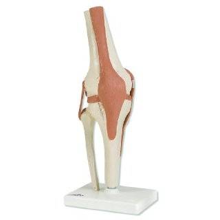 3B Scientific A82 Functional Knee Joint Model, 4.7 x 4.7 x 13.4 by 