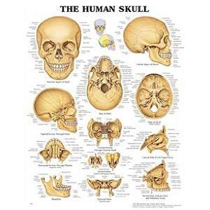 Anatomical Chart Company Human Skull Chart  Industrial 