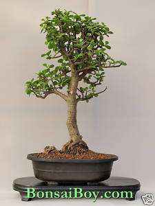 Bonsai Tree Baby Jade   Trained Extra Large Item e2177  