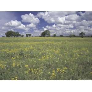 Field of Flowers and Clouds, Hill Country, Texas, USA Art Photographic 