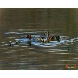 Green winged Teal 