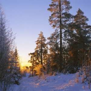  Winter Sunset in the Forest Near Oslo, Norway, Scandinavia 