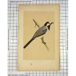   Print Morris 1851 Bird Ornithology White Wagtail