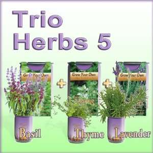  Grow Your Own Herbs (All In One Trio Pack Basil +Thyme 