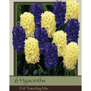  Hyacinth Fat Tuesday Mix Pack of 6 Bulbs Patio, Lawn 