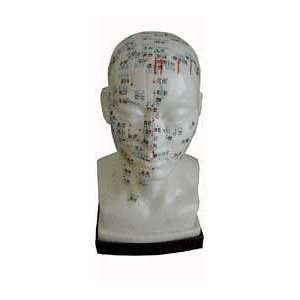  Acupuncture Human Head Model 20cm: Office Products