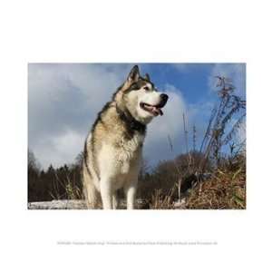 Liebermans PPFPVP0384 Alaskan Malamute Dog 10.00 x 8.00 Poster Print 