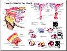 Equine Horse Mare Reproductive Tract Veterinary Chart Poster Laminated
