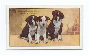 1936 STAFFORDSHIRE BULL TERRIER PUPS GALLAHER Ltd DOG CIGARETTE 