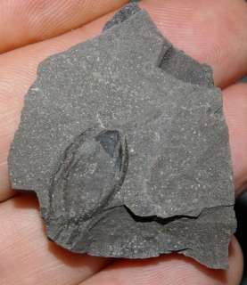 poland upper silesia carboniferous westphalian 310 million years ago 