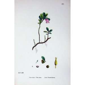   Botany Plants C1902 Red Whortleberry Vaccinium Flower: Home & Kitchen