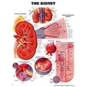  The Kidney Anatomical Chart  9781587791710 Health 