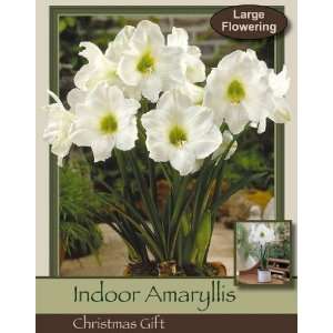  Christmas Gift Single Amaryllis Bulb Patio, Lawn & Garden