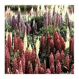  Gallery Mix Lupine 4 Perennial Plants  Lupinus Patio 