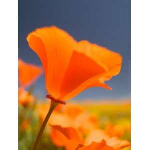 Poppies in Spring Bloom, Lancaster, California, USA Photographic 