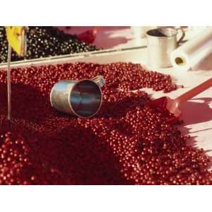  Close Up of Market Stall Selling Cranberries, Photographic 