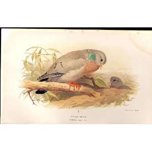  Stock Dove Lilfords Birds 1885 97 By A Thorburn