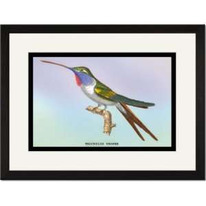   /Matted Print 17x23, Hummingbird Trochilus Vesper