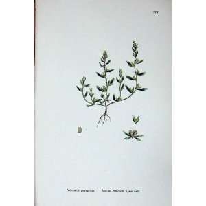   Sowerby Plants C1902 Annual Smooth Speedwell Veronica: Home & Kitchen