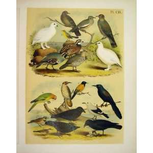   Goose Auk Puffin Studer Jasper Birds Of America 1878