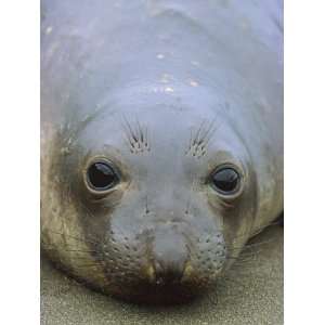  Northern Elephant Seal (Mirounga Augustirostris) Pup, Ano Nuevo 