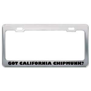 Got California Chipmunk? Animals Pets Metal License Plate Frame Holder 