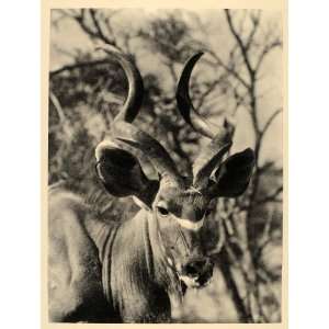  1930 African Greater Kudu Antelope Horns Male Africa 