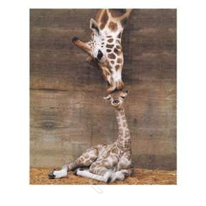  Giraffes   First Kiss. Mother Love. Poster 16 x 20