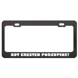 Got Crested Porcupine? Animals Pets Black Metal License Plate Frame 