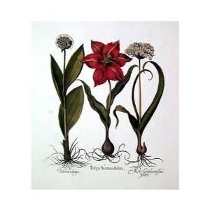  Tulipa Serotina Stella Poster Print