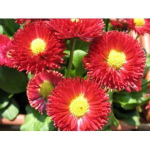   RED ENGLISH DAISY Bellis Perennis Flower Seeds: Patio, Lawn & Garden