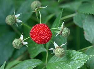 ATHERTON NATIVE RASPBERRY ( Rubus Probus ) 10 Seeds ** DELICIOUS BUSH 
