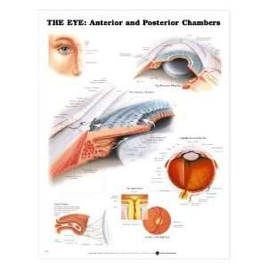 Human Eye   Anterior and Posterior Chambers Chart