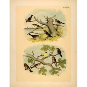  1881 Chromolithograph Songbirds Finch Sparrow Goldfinch 