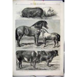   1862 Prize Animals Agricultural Battersea Park Pig Cow