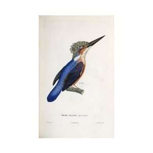  Cyrille Pierre Theodore Laplace   Malagasy Kingfisher 