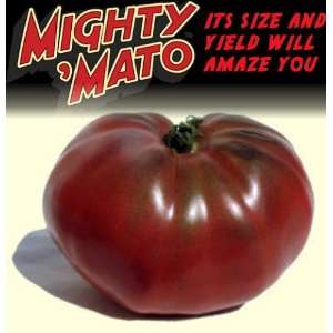  Mighty Mato Grafted Black Krim Tomato Plant   Easy to 