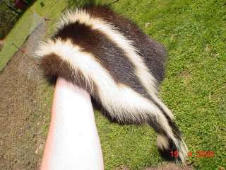 Huge South Dakota Skunk pelt tanned trapper fur/hide/skin 