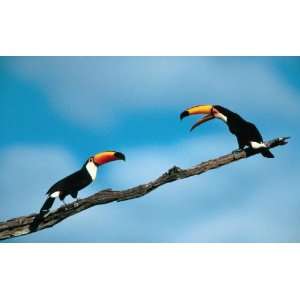   PPBPVP0459 Two Toucans Talking  10 x 8  Poster Print Toys & Games